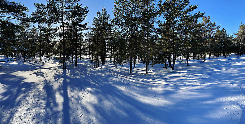 포토 JPG 해외이미지 나무 계절 공원 로우앵글 백그라운드 겨울 자연 날씨 그림자 풍경 사람없음 야외 아웃포커스 도시풍경 햇빛 뷰티 반사 환경 냉동 얼음 일몰 손상 추위 도시 숲 발자국 묘사 폭풍 눈보라 내추럴 카피스페이스 해외포토 자연요소 식물 공공시설 뷰포인트 컨셉 자국 눈_날씨 촬영기법 태양 노을 공백 생태계 파일형식 이미지허브