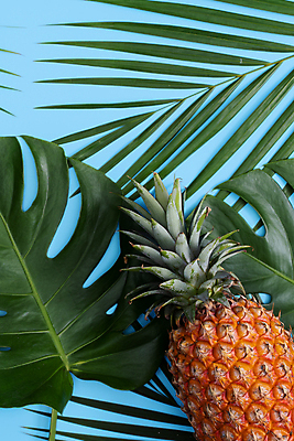 포토 JPG 해외이미지 실내 사람없음 하이앵글 파인애플 열대과일 파란배경 몬스테라 열대잎 제철과일 해외포토 식물 뷰포인트 백그라운드 잎 과일 내부 파란색 제철 파일형식 이미지허브