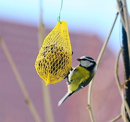 포토 JPG 해외이미지 동물 1 야생동물 날개 자연 조류 해바라기 매달리기 씨앗 사람없음 야외 컬러풀 노란색 닫기 작음 큼 먹이 깃털 부리 해외포토 식물 꽃 컬러 모션 크기 생태계 파일형식 이미지허브