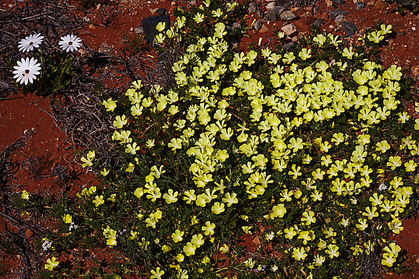 포토 JPG 해외이미지 식물 계절 공원 꽃 음식 겨울 아프리카 자연 사람없음 야외 초록색 컬러풀 햇빛 노란색 환경 맑음 활발 흰색 서식지 남아프리카 전국 칼라하리 탄수화물 해외포토 공공시설 나라 컬러 컨셉 날씨 태양 사막 생태계 파일형식 이미지허브