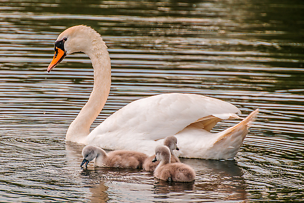 포토 JPG 해외이미지 주간 호수 여러마리 사람없음 야외 백조 해외포토 자연요소 다수 조류 파일형식 이미지허브