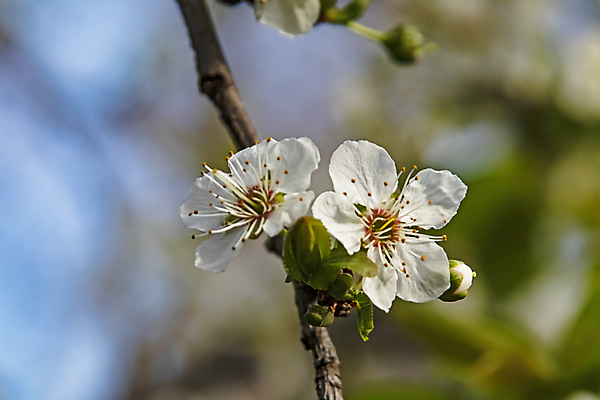포토 JPG 해외이미지 잎 자연 사람없음 벚꽃 나뭇가지 우아함 해외포토 나무 식물 꽃 컨셉 생태계 파일형식 이미지허브