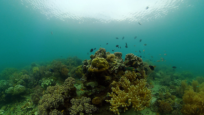 포토 JPG 해외이미지 동물 야생동물 바다 여행 백그라운드 자연 어류 사람없음 물 컬러풀 환경 바닷속 수중 수영 탐험 스노클링 산호 생태계 다이빙 장면 암초 발견 깊이 이국적 해외포토 자연요소 컬러 수중동물 수상스포츠 자포동물 수중스포츠 파일형식 이미지허브