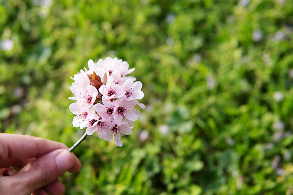 포토 JPG 해외이미지 나무 식물 계절 꽃 아시아 문화 길 분홍색 여행 백그라운드 꽃무늬 자연 하늘 동양인 풍경 사람없음 야외 장식 초록색 여름 장미 정원 일본 봄 벚꽃 나뭇가지 시골 신선 개화 체리 4월 즐거움 시력 장면 내추럴 해외포토 감정 나라 컬러 무늬 과일 인종 날짜 생태계 파일형식 이미지허브