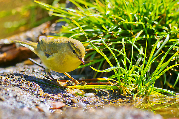 포토 JPG 해외이미지 동물 유럽 야생동물 날개 자연 조류 사람없음 컬러풀 뷰티 환경 목욕 다양 연못 스페인 보호 숲 갈증 버드나무 깃털 환경보전 생태계 생물학 부리 서식지 동물상 보호구역 생태학 해외포토 나무 교육 나라 컬러 다수 컨셉 조형물 청결 사회이슈 구역 파일형식 이미지허브
