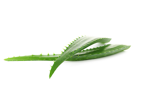 포토 JPG 해외이미지 식물 조각 백그라운드 잎 자연 선인장 건강 사람없음 치료 여름 뷰티 약 스파 주스 화장품 촉촉함 신선 씻기 정상 허브 피부 크림 만들기 스파이크 내추럴 고립 돌봄 보습 생태학 알로에 개조 해외포토 계절 교육 음료 의학 모션 신체부위 청결 젖음 생태계 파일형식 이미지허브