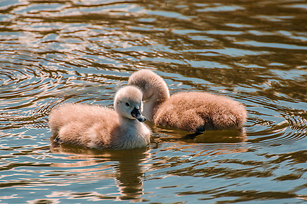 포토 JPG 해외이미지 주간 호수 두마리 사람없음 야외 백조 해외포토 자연요소 2 조류 파일형식 이미지허브