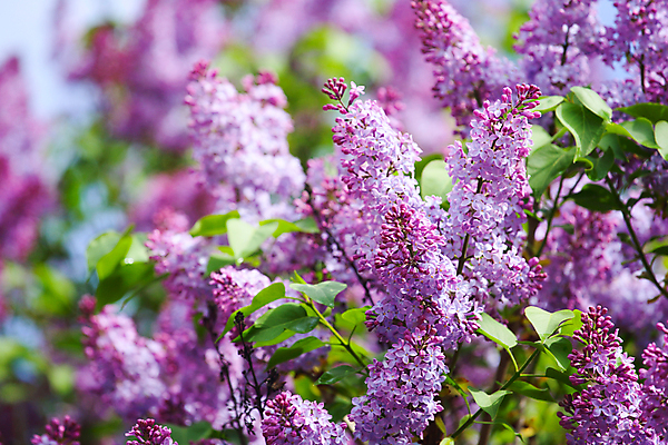 포토 JPG 해외이미지 나무 식물 계절 꽃잎 꽃 분홍색 백그라운드 잎 꽃무늬 자연 사람없음 초록색 여름 파란색 뷰티 정원 보라색 봄 벚꽃 나뭇가지 개화 5월 제비꽃 라일락 해외포토 컬러 무늬 날짜 생태계 파일형식 이미지허브