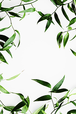 포토 JPG 해외이미지 잎 프레임 사람없음 흰배경 카피스페이스 보테니컬아트 해외포토 식물 백그라운드 공백 흰색 파일형식 이미지허브