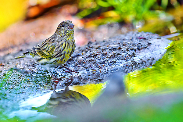 포토 JPG 해외이미지 동물 유럽 야생동물 날개 자연 조류 사람없음 야외 컬러풀 뷰티 환경 목욕 다양 연못 스페인 보호 숲 갈증 깃털 환경보전 생태계 생물학 부리 서식지 동물상 보호구역 생태학 해외포토 교육 나라 컬러 다수 컨셉 조형물 청결 사회이슈 구역 파일형식 이미지허브