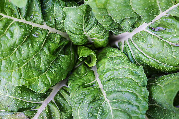 포토 JPG 해외이미지 식물 음식 백그라운드 잎 채소 사람없음 초록색 농장 정원 물방울 신선 농부 과수원 유기농 원예 질감 날것 식용 영양소 해외포토 직업 웰빙 컬러 농업 취미 파일형식 이미지허브