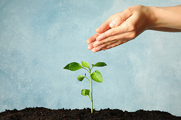 포토 JPG 해외이미지 손 백그라운드 신체부위 새싹 정원 흙 잡기 에코 묘목 해외포토 나무 식물 모션 사람 환경 파일형식 이미지허브