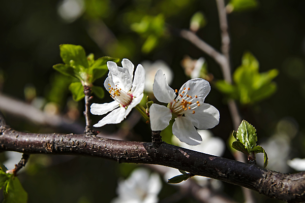 포토 JPG 해외이미지 잎 자연 사람없음 벚꽃 나뭇가지 우아함 해외포토 나무 식물 꽃 컨셉 생태계 파일형식 이미지허브