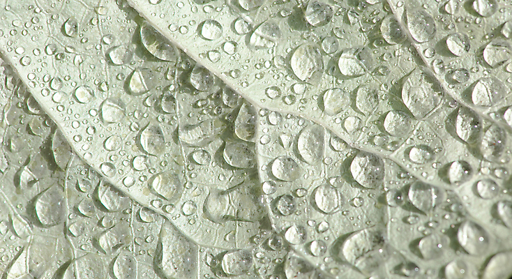 포토 JPG 해외이미지 나무 식물 백그라운드 잎 자연 표면 아침 추상 그림자 사람없음 야외 장식 초록색 물 여름 반사 환경 정원 봄 거품 젖음 성장 물방울 신선 액체 떨어짐 숲 이슬 빗방울 묘사 즐거움 유기농 질감 내추럴 해외포토 주간 자연요소 웰빙 계절 감정 컬러 컨셉 무늬 비_날씨 생태계 파일형식 이미지허브