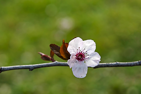 포토 JPG 해외이미지 잎 자연 사람없음 벚꽃 나뭇가지 우아함 해외포토 나무 식물 꽃 컨셉 생태계 파일형식 이미지허브
