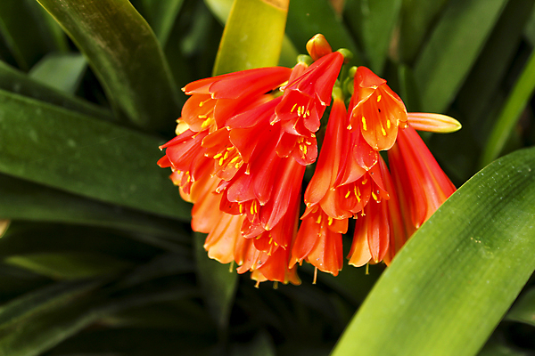 포토 JPG 해외이미지 모양 식물 계절 꽃 화초 줄기 백그라운드 잎 꽃무늬 오렌지 자연 사람없음 빨간색 초록색 빛 정원 봄 성장 벚꽃 신선 개화 물주기 원예 꽃가루 트럼펫 내추럴 꽃수술 스트랩 이국적 해외포토 컬러 무늬 과일 모션 취미 가루 금관악기 생태계 파일형식 이미지허브