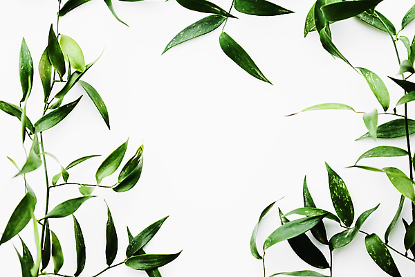 포토 JPG 해외이미지 잎 프레임 사람없음 흰배경 카피스페이스 보테니컬아트 해외포토 식물 백그라운드 공백 흰색 파일형식 이미지허브