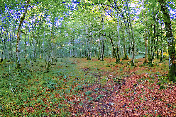 포토 JPG 해외이미지 나무 공원 유럽 야생동물 여행 자연 휴식 산 건강 풍경 사람없음 야외 목재 뷰티 환경 다양 스페인 보호 숲 환경보전 생태계 생물학 서식지 내추럴 보호구역 삼림지대 생태학 해외포토 식물 동물 공공시설 교육 나라 다수 컨셉 재료 사회이슈 구역 파일형식 이미지허브