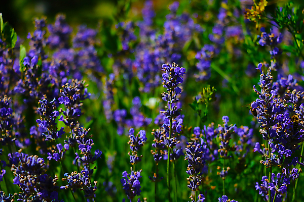 포토 JPG 해외이미지 줄 벽지 매달리기 사람없음 야외 뷰티 보라색 라벤더 해외포토 꽃 컬러 모션 허브 파일형식 이미지허브