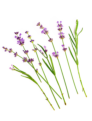 포토 JPG 해외이미지 꽃 실내 사람없음 라벤더 해외포토 식물 내부 허브 파일형식 이미지허브