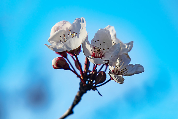 포토 JPG 해외이미지 자연 하늘 사람없음 벚꽃 나뭇가지 우아함 해외포토 나무 꽃 컨셉 생태계 파일형식 이미지허브