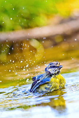 포토 JPG 해외이미지 동물 유럽 야생동물 날개 자연 조류 사람없음 야외 뷰티 환경 목욕 다양 연못 스페인 보호 숲 갈증 깃털 환경보전 생태계 생물학 부리 서식지 동물상 보호구역 생태학 해외포토 교육 나라 다수 컨셉 조형물 청결 사회이슈 구역 파일형식 이미지허브