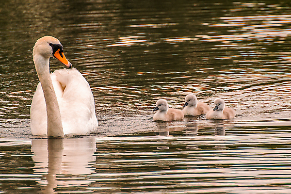 포토 JPG 해외이미지 동물 응시 계절 남자 유럽 야생동물 날개 노래 자연 조류 병아리 서기 앉기 사람없음 야외 물 뷰티 수영 회색 흰색 나뭇가지 연못 작음 깃털 꼬리 부리 백조 내추럴 동물상 해외포토 자연요소 나무 시선 나라 음악 컬러 모션 사람 조형물 수상스포츠 크기 생태계 파일형식 이미지허브