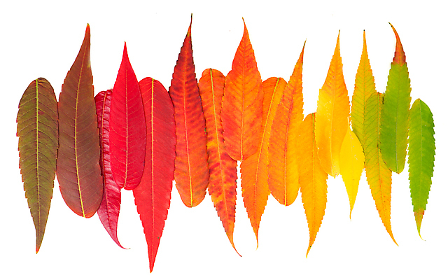 포토 JPG 해외이미지 단풍 낙엽 사람없음 컬러풀 오브젝트 해외포토 컬러 잎 파일형식 이미지허브