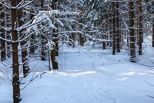 포토 JPG 해외이미지 나무 길 겨울 자연 사람없음 야외 눈 숲 가로수 해외포토 자연요소 식물 계절 날씨 생태계 파일형식 이미지허브