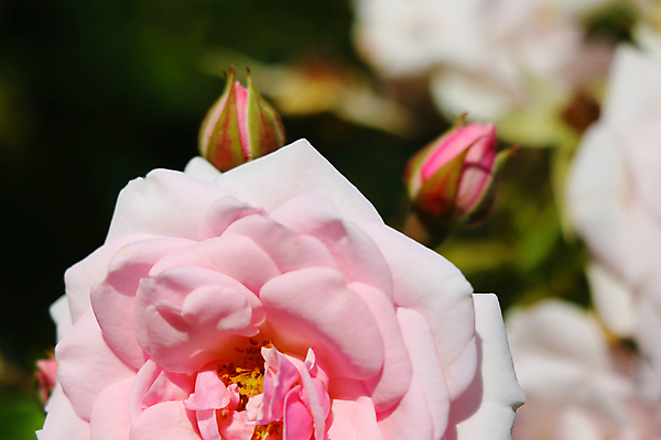 포토 JPG 해외이미지 주간 꽃 분홍색 근접촬영 사람없음 야외 아웃포커스 꽃봉오리 해외포토 자연요소 식물 뷰포인트 컬러 촬영기법 파일형식 이미지허브
