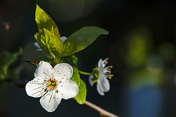 포토 JPG 해외이미지 잎 자연 사람없음 벚꽃 나뭇가지 우아함 해외포토 나무 식물 꽃 컨셉 생태계 파일형식 이미지허브