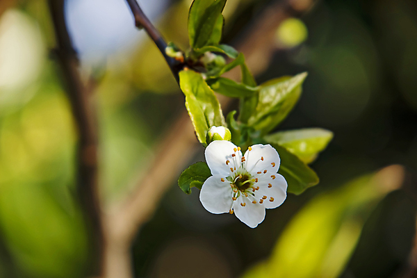 포토 JPG 해외이미지 잎 자연 사람없음 벚꽃 나뭇가지 우아함 해외포토 나무 식물 꽃 컨셉 생태계 파일형식 이미지허브