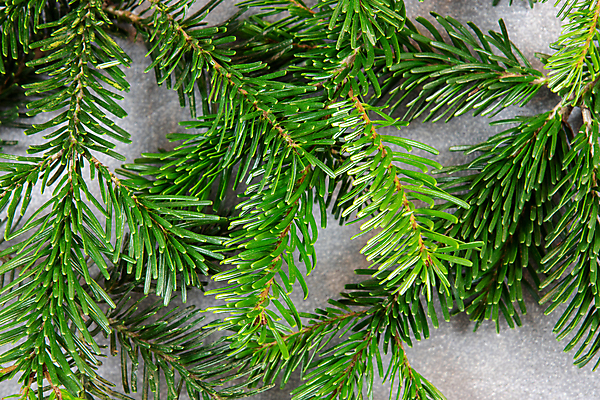 포토 JPG 해외이미지 나무 식물 백그라운드 크리스마스 겨울 텍스트 자연 벽지 추상 사람없음 초록색 크리스마스트리 우주 회색 흰색 나뭇가지 만족 질감 대리석 전나무 카피스페이스 해외포토 계절 기념일 감정 컬러 무늬 재료 공백 생태계 파일형식 이미지허브