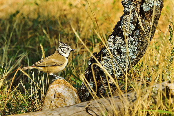 포토 JPG 해외이미지 동물 유럽 야생동물 날개 자연 조류 사람없음 야외 뷰티 환경 다양 스페인 보호 숲 깃털 환경보전 생태계 생물학 부리 서식지 동물상 보호구역 생태학 해외포토 교육 나라 다수 컨셉 조형물 사회이슈 구역 파일형식 이미지허브
