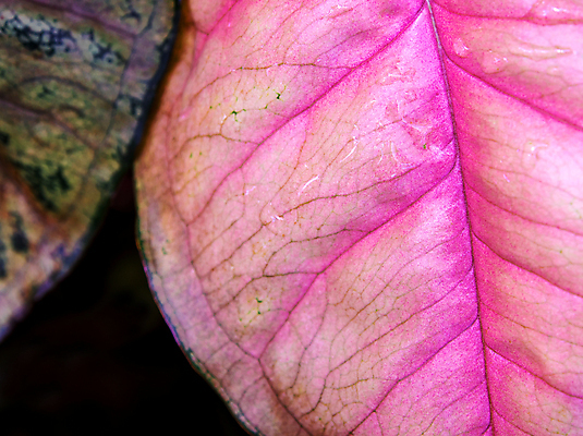 포토 JPG 해외이미지 식물 분홍색 백그라운드 잎 자연 사람없음 야외 초록색 물 환경 정원 봄 젖음 물방울 신선 이슬 빗방울 질감 내추럴 생태학 해외포토 자연요소 계절 교육 컬러 비_날씨 생태계 파일형식 이미지허브