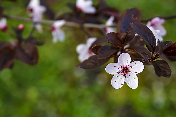 포토 JPG 해외이미지 잎 자연 사람없음 벚꽃 나뭇가지 우아함 해외포토 나무 식물 꽃 컨셉 생태계 파일형식 이미지허브