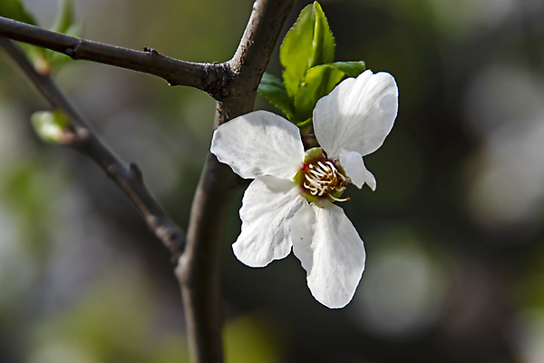 포토 JPG 해외이미지 잎 자연 사람없음 벚꽃 나뭇가지 우아함 해외포토 나무 식물 꽃 컨셉 생태계 파일형식 이미지허브