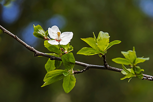 포토 JPG 해외이미지 잎 자연 사람없음 벚꽃 나뭇가지 우아함 해외포토 나무 식물 꽃 컨셉 생태계 파일형식 이미지허브