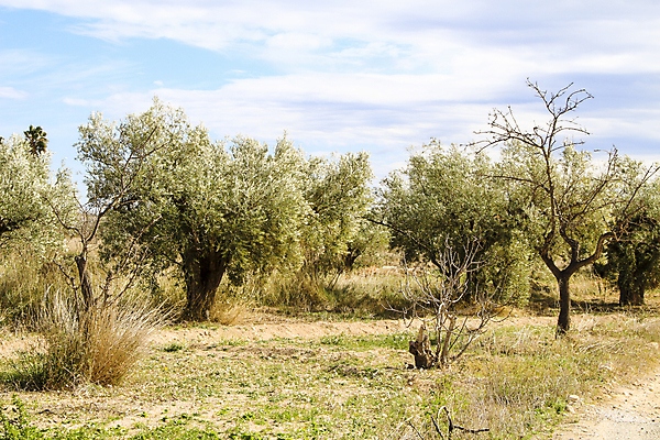 포토 JPG 해외이미지 나무 식물 계절 문화 여행 백그라운드 잎 밭 농업 채소 자연 건조 건강 파노라마 사람없음 목재 초록색 농장 농경지 갈색 환경 흙 봄 수확 나뭇가지 시골 스페인 숲 땅 지중해 그리스 올리브 밀짚 내추럴 밭일 알리칸테 해외포토 열매 유럽 산업 바다 컬러 재료 촬영기법 짚 생태계 파일형식 이미지허브