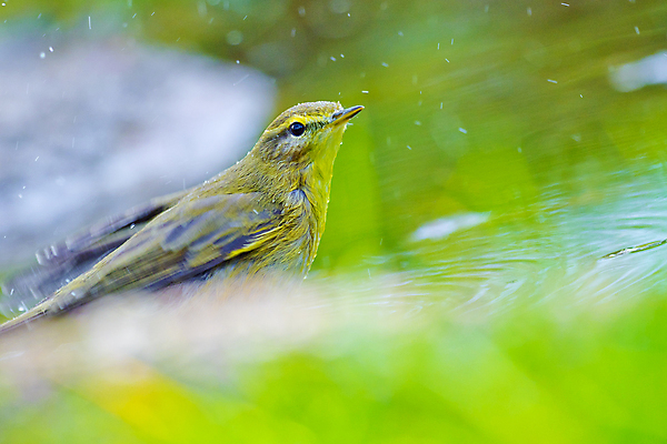 포토 JPG 해외이미지 동물 유럽 야생동물 날개 자연 조류 사람없음 컬러풀 뷰티 환경 목욕 다양 연못 스페인 보호 숲 갈증 버드나무 깃털 환경보전 생태계 생물학 부리 서식지 동물상 보호구역 생태학 해외포토 나무 교육 나라 컬러 다수 컨셉 조형물 청결 사회이슈 구역 파일형식 이미지허브