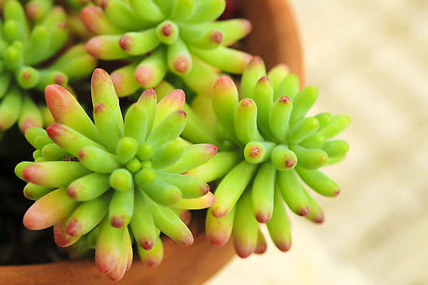 포토 JPG 해외이미지 식물 꽃 백그라운드 잎 꽃무늬 자연 선인장 건조 사람없음 장식 초록색 환경 정원 성장 신선 개화 가시 허브 관목 묘사 유기농 원예 상록수 내추럴 영원 이국적 해외포토 나무 웰빙 컬러 무늬 취미 생태계 파일형식 이미지허브