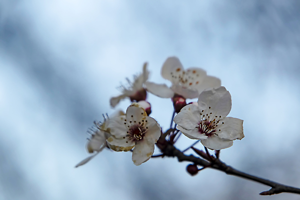 포토 JPG 해외이미지 자연 하늘 사람없음 벚꽃 나뭇가지 우아함 해외포토 나무 꽃 컨셉 생태계 파일형식 이미지허브