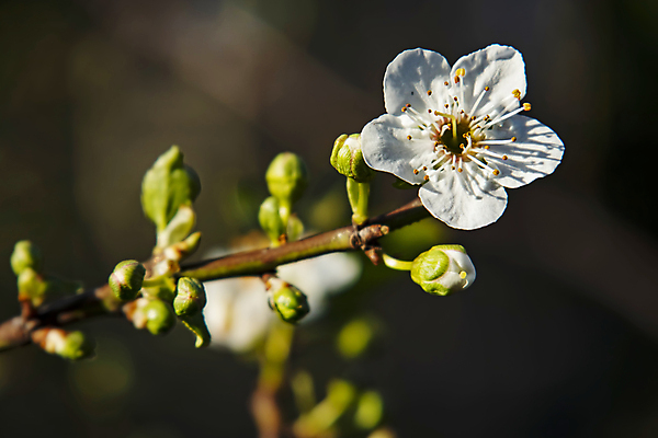 포토 JPG 해외이미지 자연 사람없음 벚꽃 나뭇가지 우아함 해외포토 나무 꽃 컨셉 생태계 파일형식 이미지허브