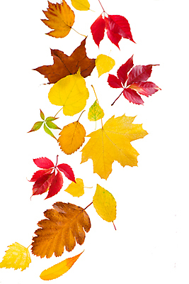 포토 JPG 해외이미지 단풍 낙엽 사람없음 오브젝트 해외포토 잎 파일형식 이미지허브