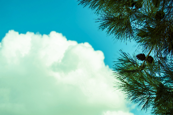 포토 JPG 해외이미지 나무 공원 길 바다 여행 자국 자연 산 건강 파노라마 잔디 사람없음 초록색 태양 환경 맑음 산책 산책로 소나무 모서리 정상 숲 침엽수 반대 루트 그리너리 해외포토 자연요소 식물 공공시설 컬러 날씨 휴식 촬영기법 생태계 파일형식 트랜드컬러 이미지허브