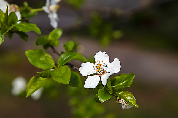 포토 JPG 해외이미지 잎 자연 사람없음 벚꽃 나뭇가지 우아함 해외포토 나무 식물 꽃 컨셉 생태계 파일형식 이미지허브