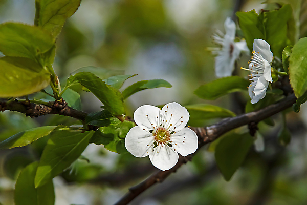 포토 JPG 해외이미지 잎 자연 사람없음 벚꽃 나뭇가지 우아함 해외포토 나무 식물 꽃 컨셉 생태계 파일형식 이미지허브