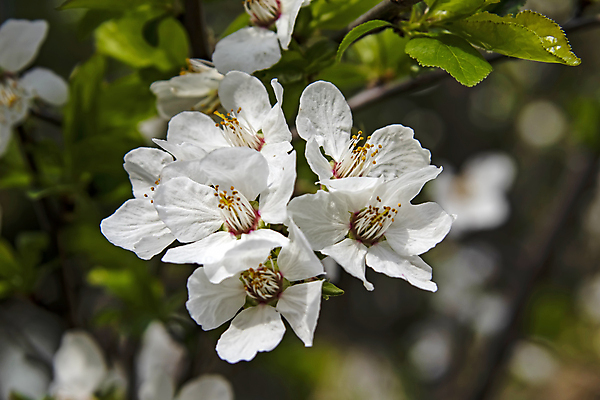 포토 JPG 해외이미지 잎 자연 사람없음 벚꽃 나뭇가지 우아함 해외포토 나무 식물 꽃 컨셉 생태계 파일형식 이미지허브
