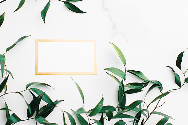 포토 JPG 해외이미지 종이 잎 프레임 사람없음 테두리 흰배경 대리석 카피스페이스 보테니컬아트 해외포토 식물 백그라운드 재료 공백 흰색 파일형식 이미지허브