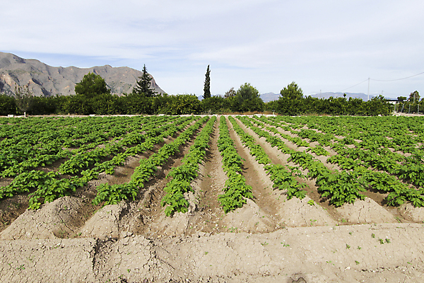 포토 JPG 해외이미지 식물 꽃 문화 음식 잎 밭 농업 채소 자연 감자 건강 풍경 사람없음 초록색 농장 농경지 수확 성장 시골 신선 스페인 재산 땅 유기농 원예 내추럴 녹말 땅바닥 밭일 비트 알리칸테 줄서기 채식주의자 세련 해외포토 웰빙 유럽 산업 컬러 모션 바닥 취미 금융 생태계 채식 파일형식 이미지허브